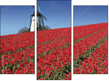 dutch mill and red tulips - Dreiteiliges Leinwandbild, Triptychon