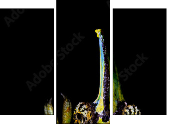 ChamÃ¤leon - Dreiteiliges Leinwandbild, Triptychon