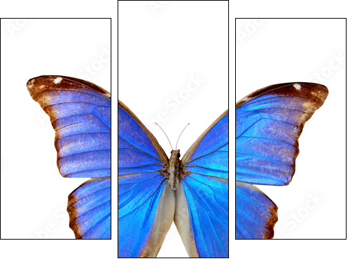 Blue morpho - Dreiteiliges Leinwandbild, Triptychon