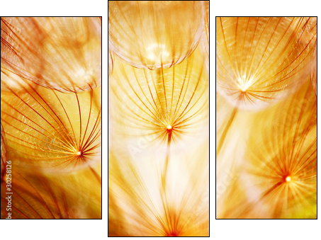 Soft dandelion flower - Dreiteiliges Leinwandbild, Triptychon