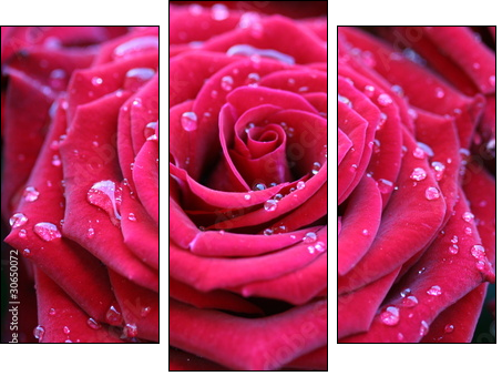 Red rose with dew - Dreiteiliges Leinwandbild, Triptychon