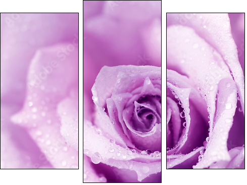 Purple wet rose background - Dreiteiliges Leinwandbild, Triptychon