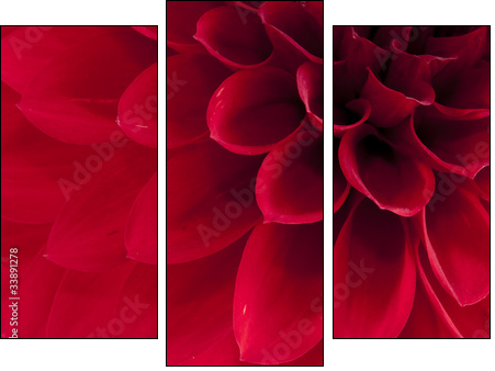 Dahlia - Dreiteiliges Leinwandbild, Triptychon