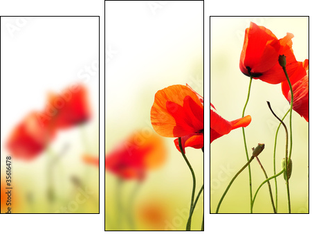 polne maki - Dreiteiliges Leinwandbild, Triptychon