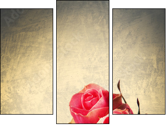 Rose selvatiche  -  vintage postcard - Dreiteiliges Leinwandbild, Triptychon