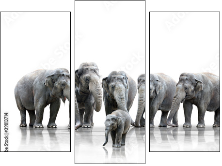 Elefantenherde - Dreiteiliges Leinwandbild, Triptychon