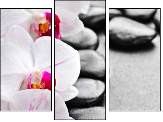 orchid - Dreiteiliges Leinwandbild, Triptychon