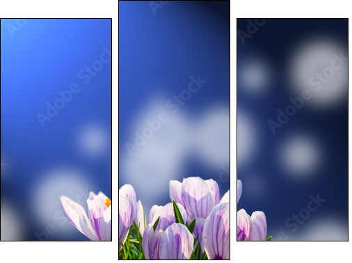 Crocus in the snow - Dreiteiliges Leinwandbild, Triptychon