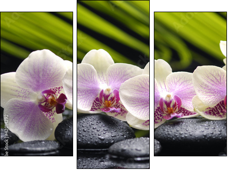 Set of branch orchid with stones- palm leaf background - Dreiteiliges Leinwandbild, Triptychon