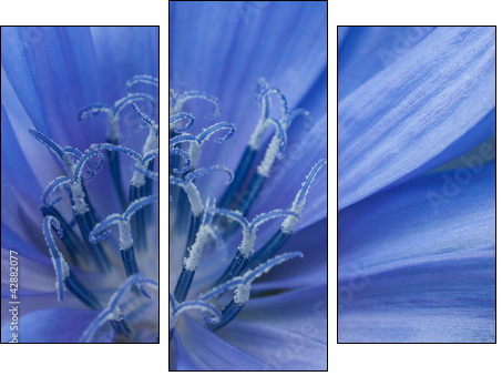 cornflower - Dreiteiliges Leinwandbild, Triptychon