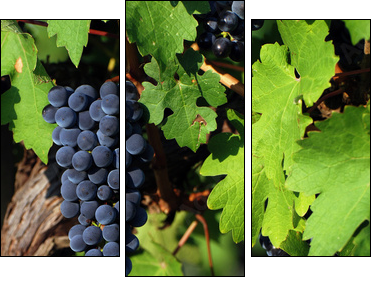 Italian vineyard - Dreiteiliges Leinwandbild, Triptychon