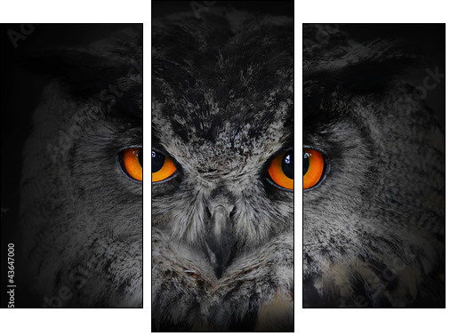 The evil eyes. ( Eagle Owl, Bubo bubo). - Dreiteiliges Leinwandbild, Triptychon