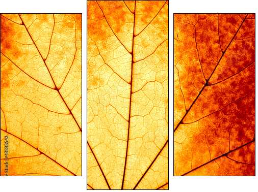 Autumnal background - macro of a colorful maple leaf - Dreiteiliges Leinwandbild, Triptychon