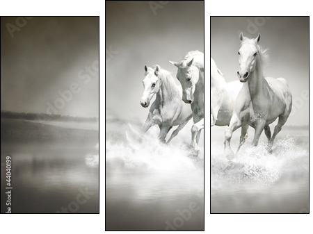 Herd of white horses running through water - Dreiteiliges Leinwandbild, Triptychon
