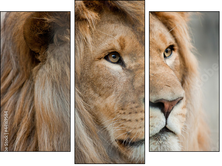 lion - Dreiteiliges Leinwandbild, Triptychon