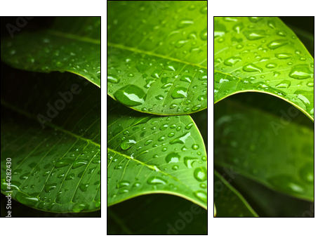 Green leaf - Dreiteiliges Leinwandbild, Triptychon