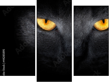 View from the darkness. muzzle a cat on a black background. - Dreiteiliges Leinwandbild, Triptychon