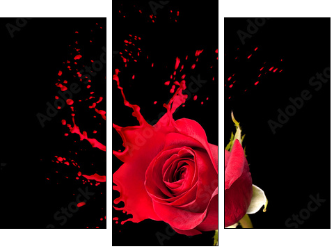 red rose splashes - Dreiteiliges Leinwandbild, Triptychon