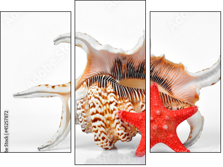 tropical sea shells - Dreiteiliges Leinwandbild, Triptychon