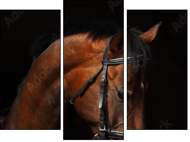 Bay Trakehner Horse with classic bridle - Dreiteiliges Leinwandbild, Triptychon