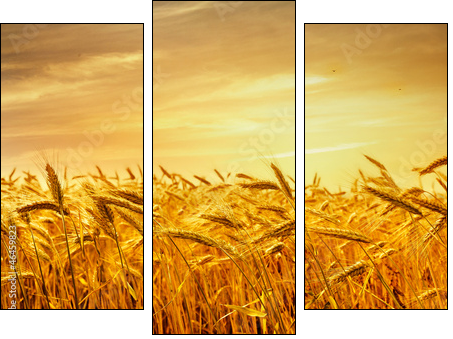 A field of wheat in the golden light of sunset. - Dreiteiliges Leinwandbild, Triptychon