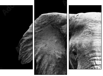 Elephant Close Up - Dreiteiliges Leinwandbild, Triptychon