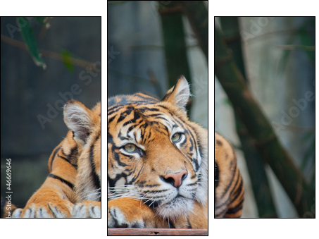 Endangered Sumatran Tiger - Dreiteiliges Leinwandbild, Triptychon