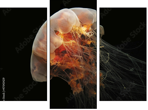 Lion's Mane Jelly - Dreiteiliges Leinwandbild, Triptychon
