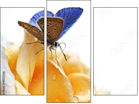 blue butterfly isolated on white background - Dreiteiliges Leinwandbild, Triptychon