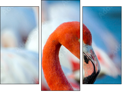 Pink flamingo on the lake - Dreiteiliges Leinwandbild, Triptychon