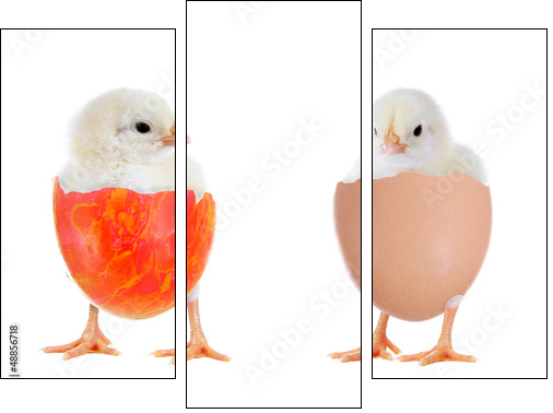 Zwei KÃ¼ken im Ei - Dreiteiliges Leinwandbild, Triptychon
