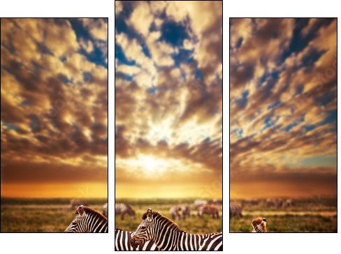 Zebras herd on African savanna at sunset. Safari in Serengeti - Dreiteiliges Leinwandbild, Triptychon