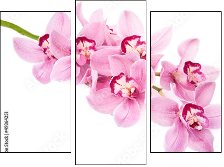 pink orchid flowers isolated - Dreiteiliges Leinwandbild, Triptychon