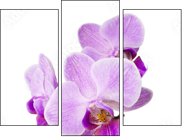 Light purple orchid isolated on white - Dreiteiliges Leinwandbild, Triptychon