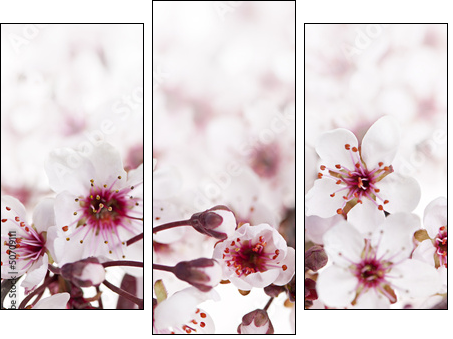 Cherry blossoms - Dreiteiliges Leinwandbild, Triptychon
