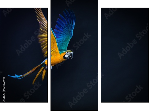 Colourful flying Ara on a dark background - Dreiteiliges Leinwandbild, Triptychon