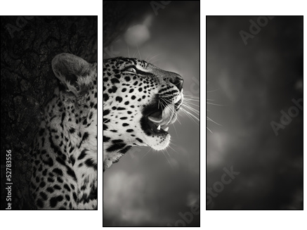 Leopard portrait - Dreiteiliges Leinwandbild, Triptychon