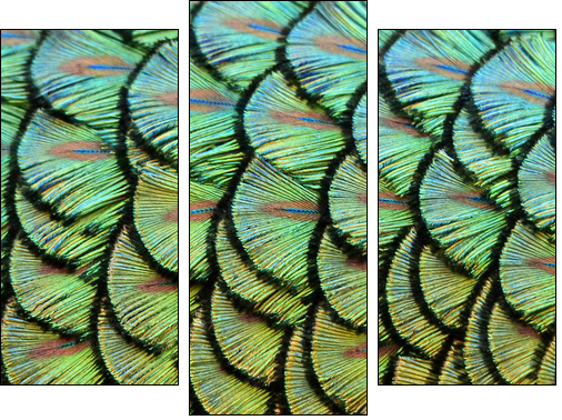 peacock background - Dreiteiliges Leinwandbild, Triptychon