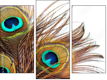 Three peacock feathers - Dreiteiliges Leinwandbild, Triptychon