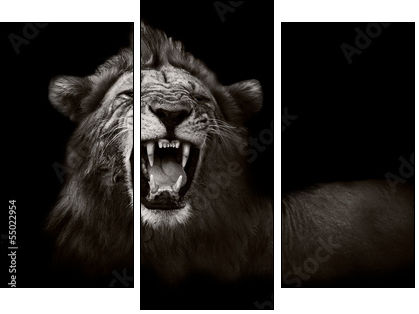 Lion displaying dangerous teeth - Dreiteiliges Leinwandbild, Triptychon