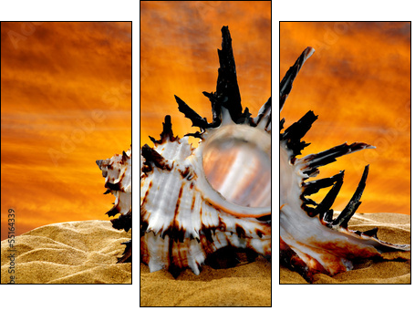 Conch shell on beach in the sunset - Dreiteiliges Leinwandbild, Triptychon
