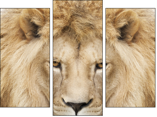 King - Dreiteiliges Leinwandbild, Triptychon