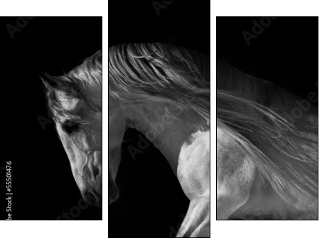 horse portrait on a dark background - Dreiteiliges Leinwandbild, Triptychon