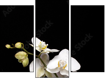White orchid isolated on black - Dreiteiliges Leinwandbild, Triptychon