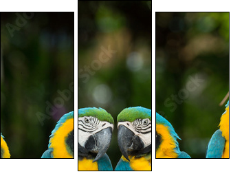 parrot - Dreiteiliges Leinwandbild, Triptychon