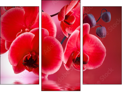 orquÃ­deas rojas con fondo y agua - Dreiteiliges Leinwandbild, Triptychon