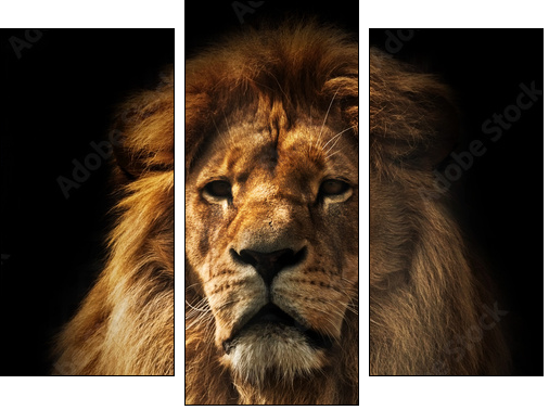 Lion portrait with rich mane on black - Dreiteiliges Leinwandbild, Triptychon