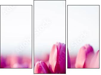 beautifull tulips - Dreiteiliges Leinwandbild, Triptychon