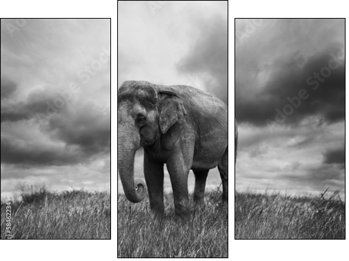 Elephant - Dreiteiliges Leinwandbild, Triptychon