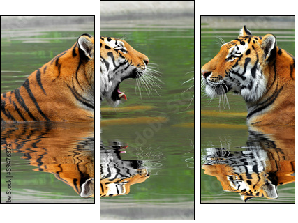 Siberian Tigers in water - Dreiteiliges Leinwandbild, Triptychon